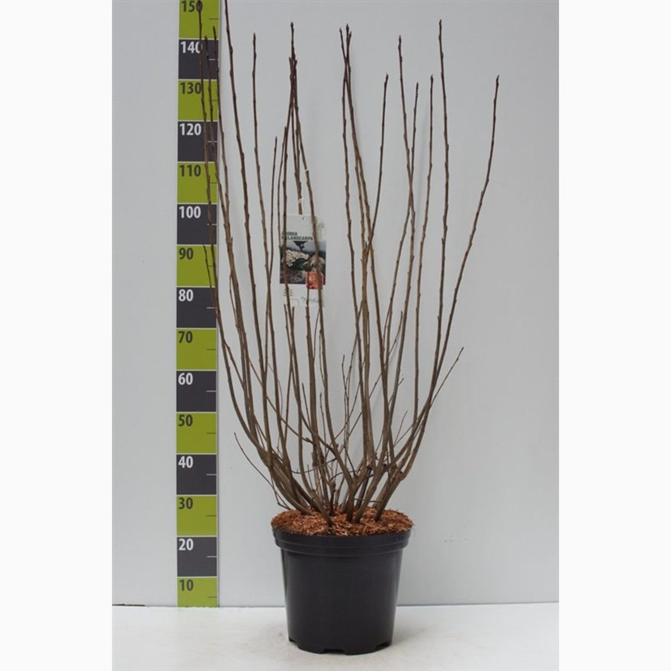 Svartaronia – Aronia melanocarpa - C12 80-100 CM